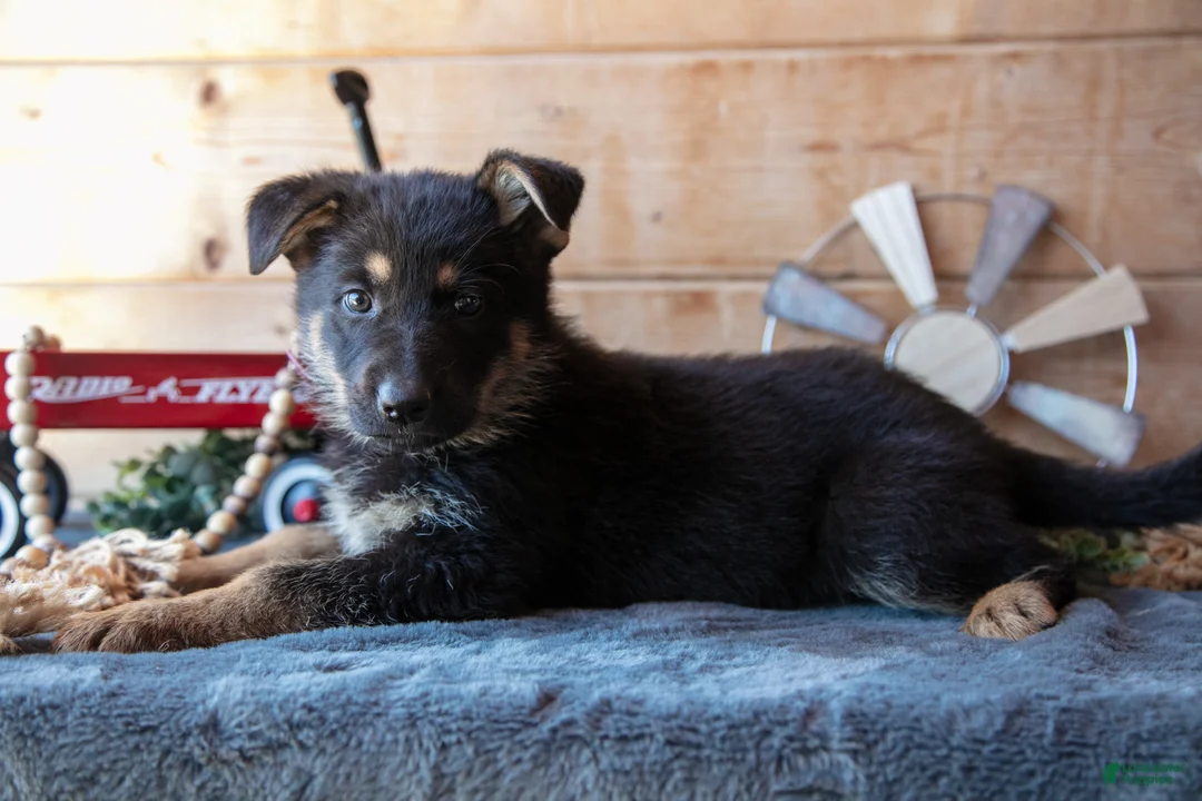 German Shepherd dogs for sale: Montana - Ad 2