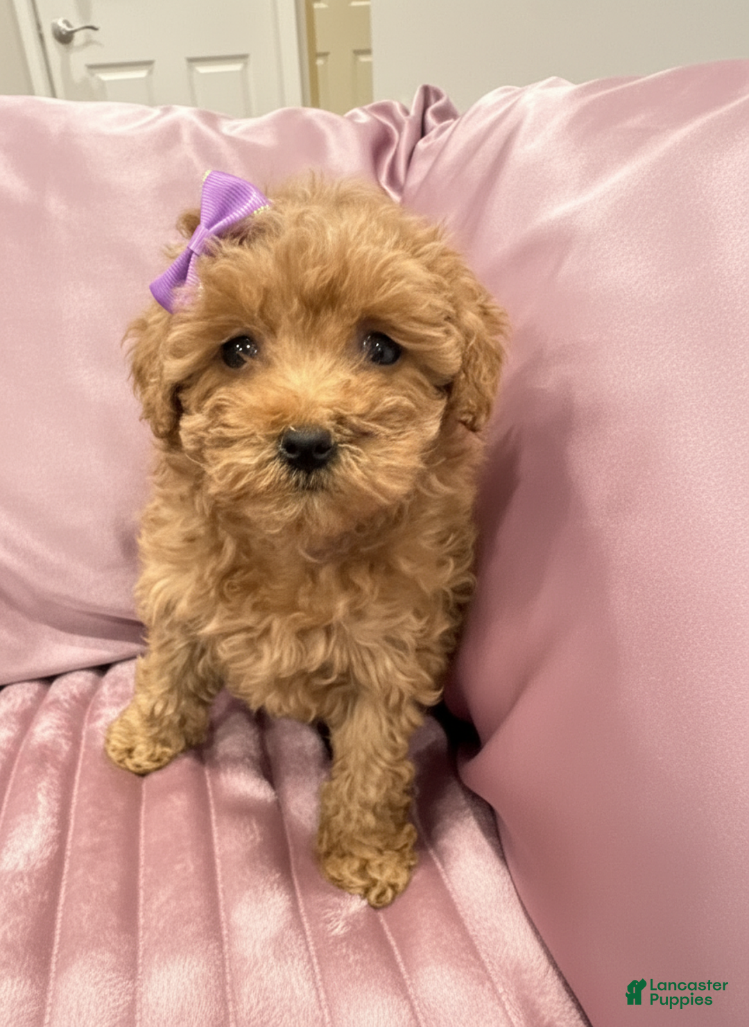 Toy Poodle dogs for sale: Katie - teacup/toy - Ad 3