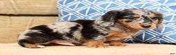 Miniature Dachshund dogs for sale: Ollie - Ad 8