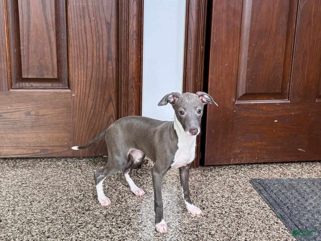 Italian Greyhound dogs for sale: Lila - Ad 18