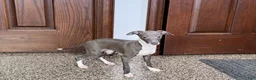Italian Greyhound dogs for sale: Lila - Ad 9