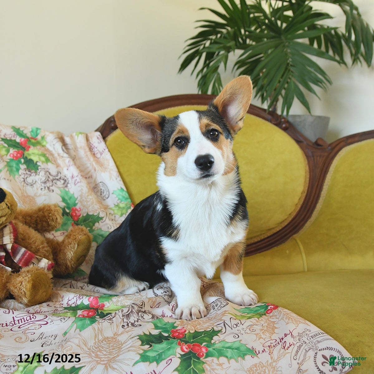 Welsh Corgi Pembroke dogs Nickle  - Ad 36