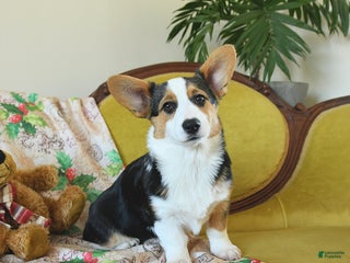 Welsh Corgi Pembroke dogs Nickle - Ad 22