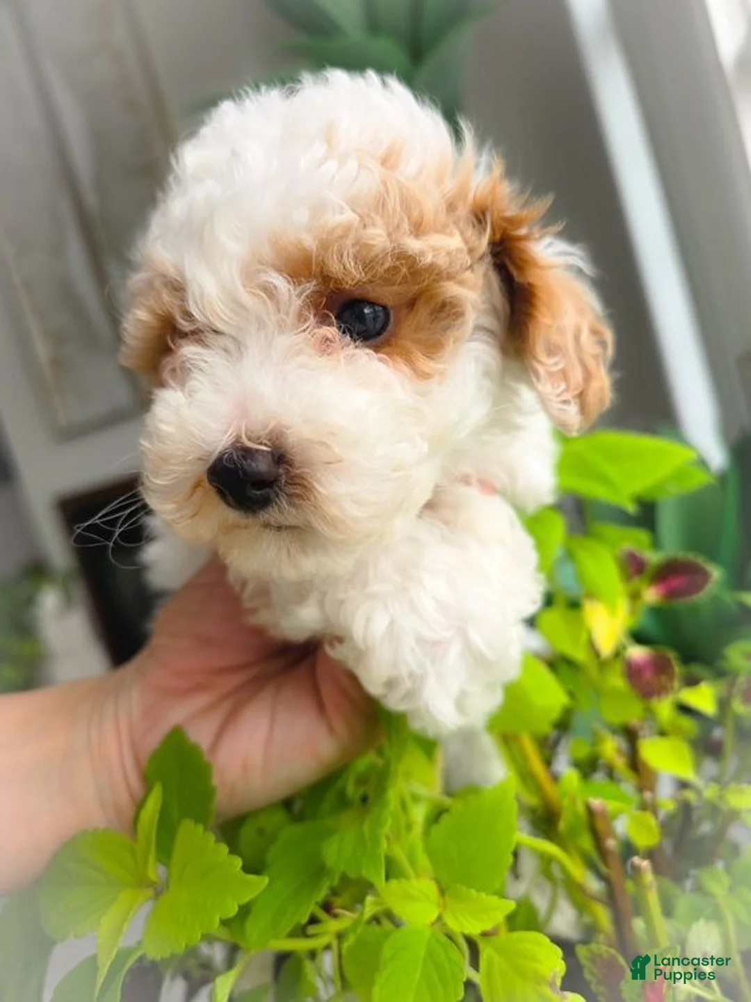 Toy Poodle dogs for sale: Nemo - Ad 1