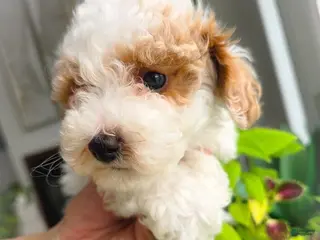 Toy Poodle dogs Nemo - Ad 20