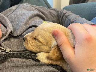 Golden Retriever dogs Cookie - Ad 23