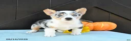 Welsh Corgi Pembroke dogs for sale: Flora   - Ad 5
