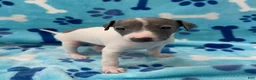 Italian Greyhound dogs for sale: Italian Greyhound Puppy 2 - Ad 3