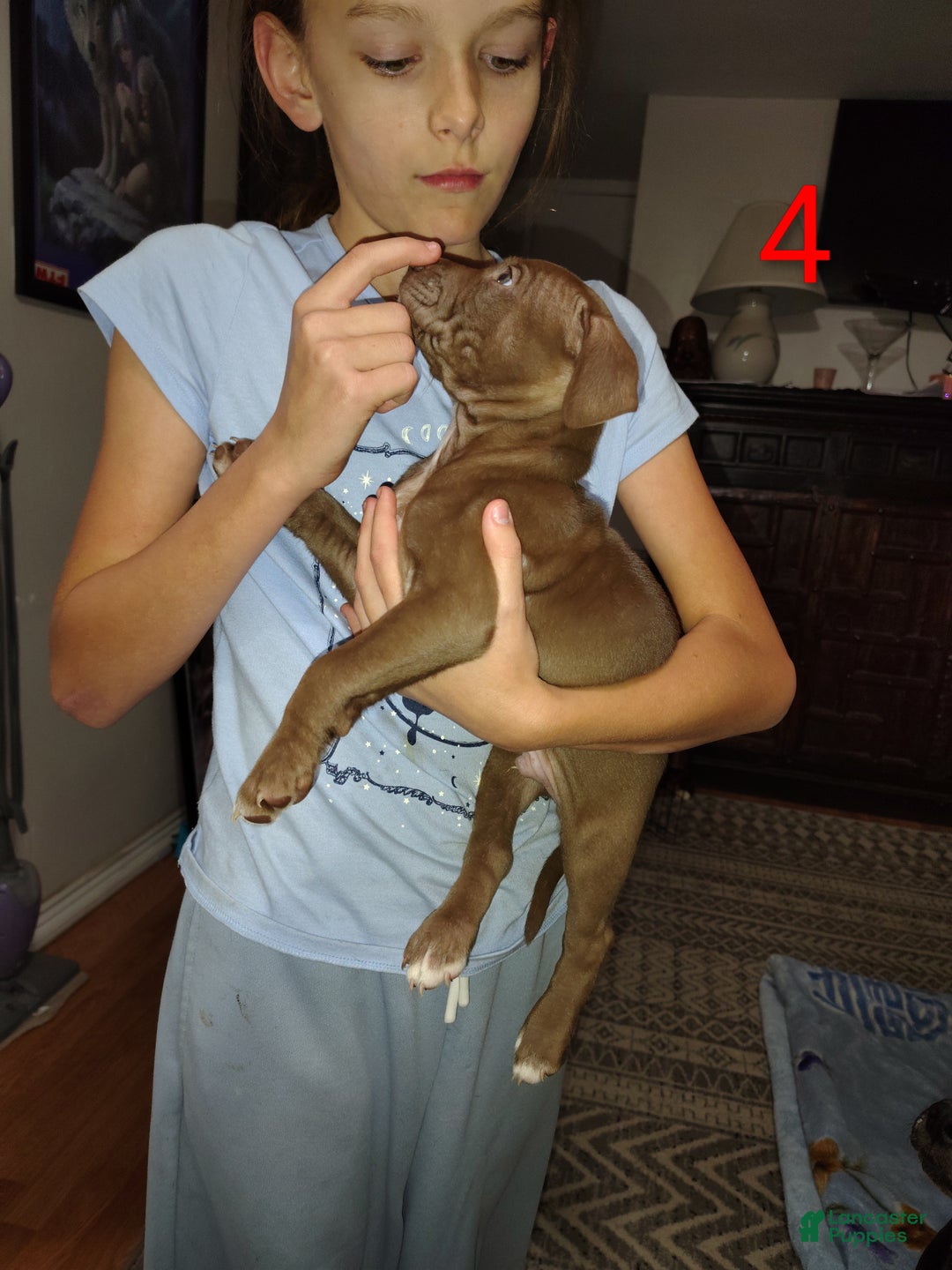 American Pit Bull Terrier dogs for sale: Puppy #4 - Ad 3