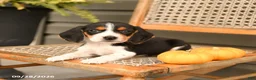 Beagle dogs for sale: Gunner - Ad 3
