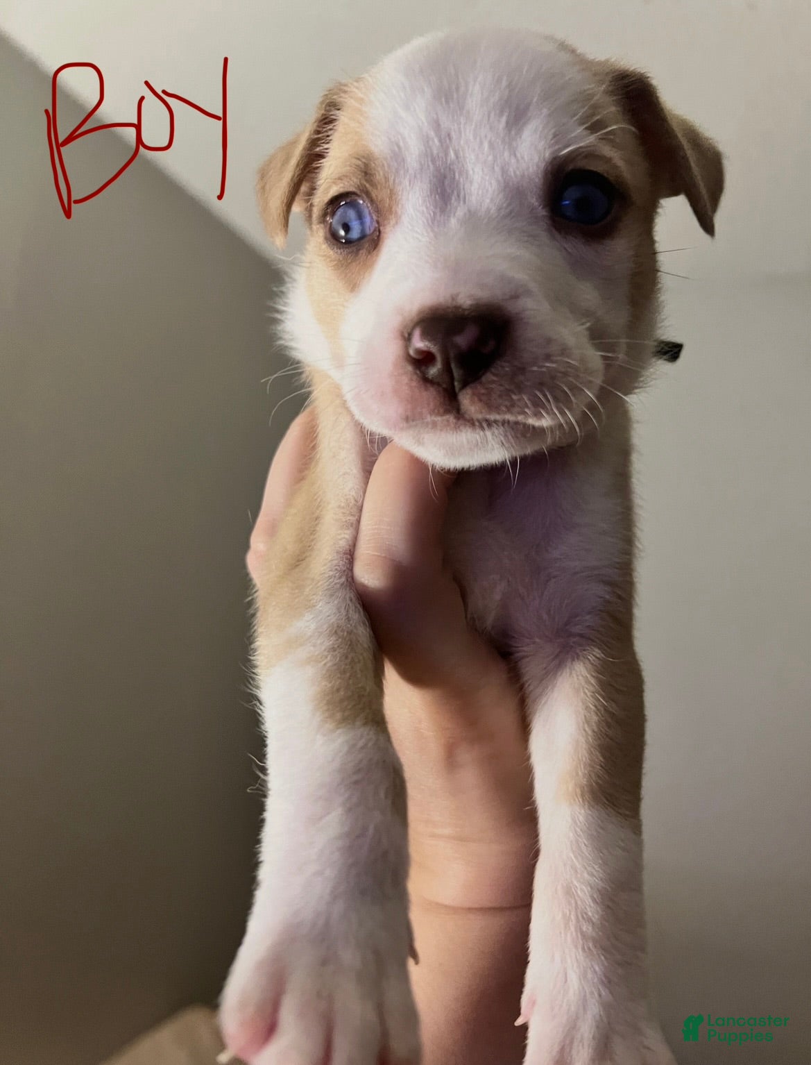 Mixed Breed dogs Ozzie  - Ad 20