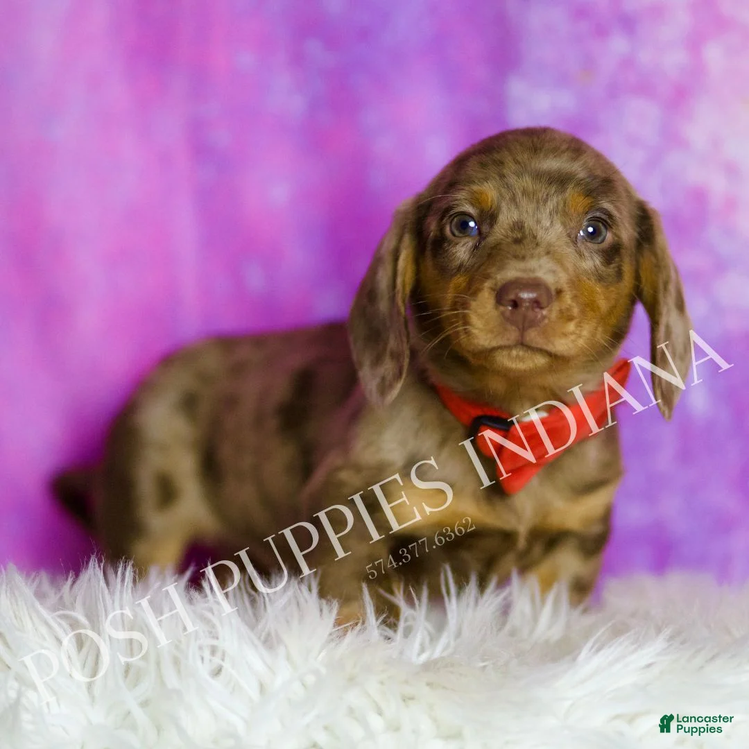 Miniature Dachshund dogs for sale: Jasper - Ad 6