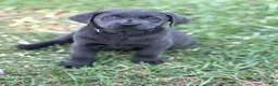 Labrador Retriever dogs for sale: Brooks - Ad 2