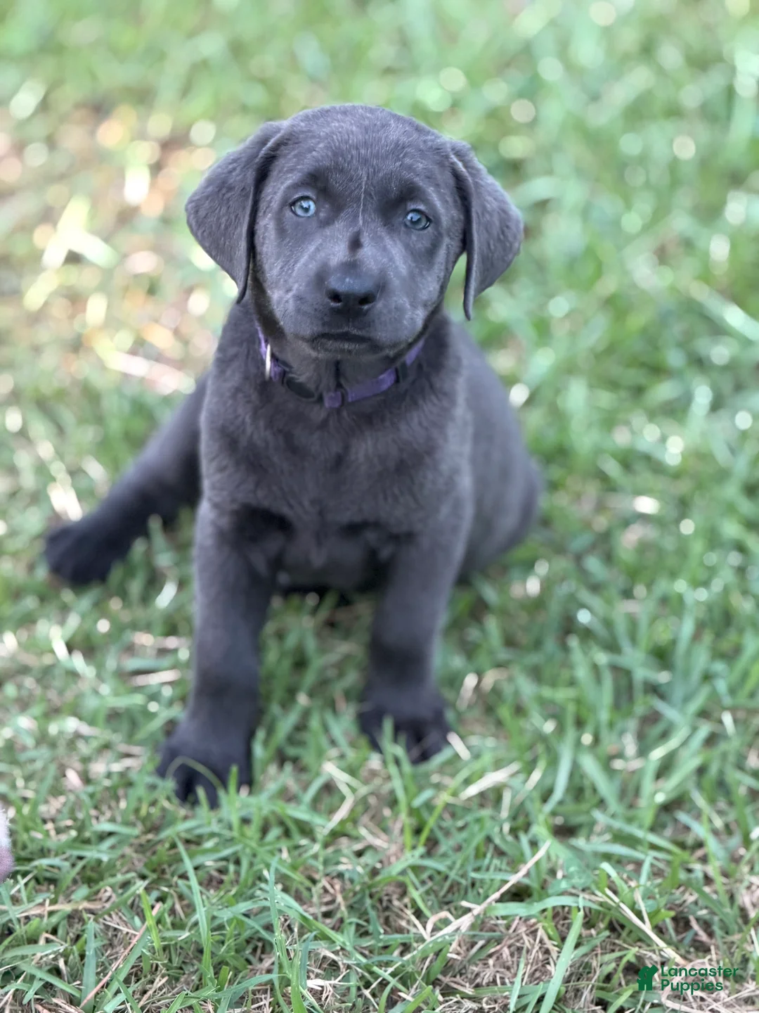Labrador Retriever dogs for sale: Brooks - Ad 2
