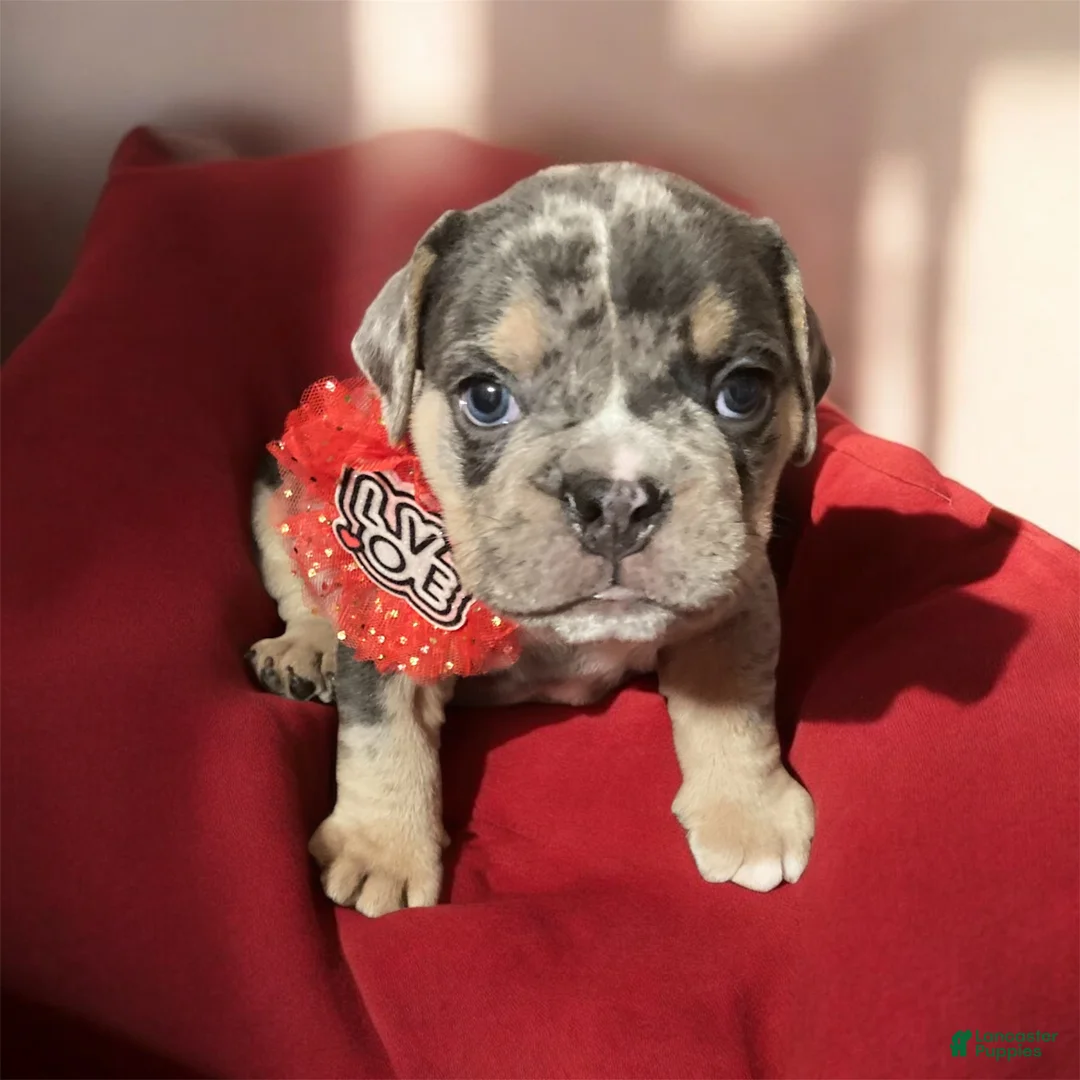 English Bulldog dogs for sale: Manly - Ad 2
