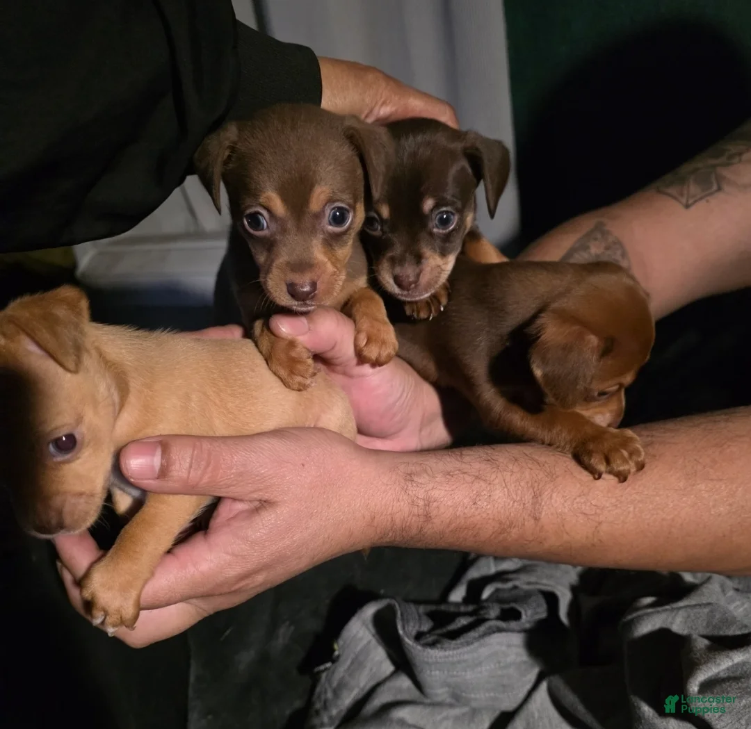 Chiweenie dogs for sale: Chiweenie Puppy 1 - Ad 7