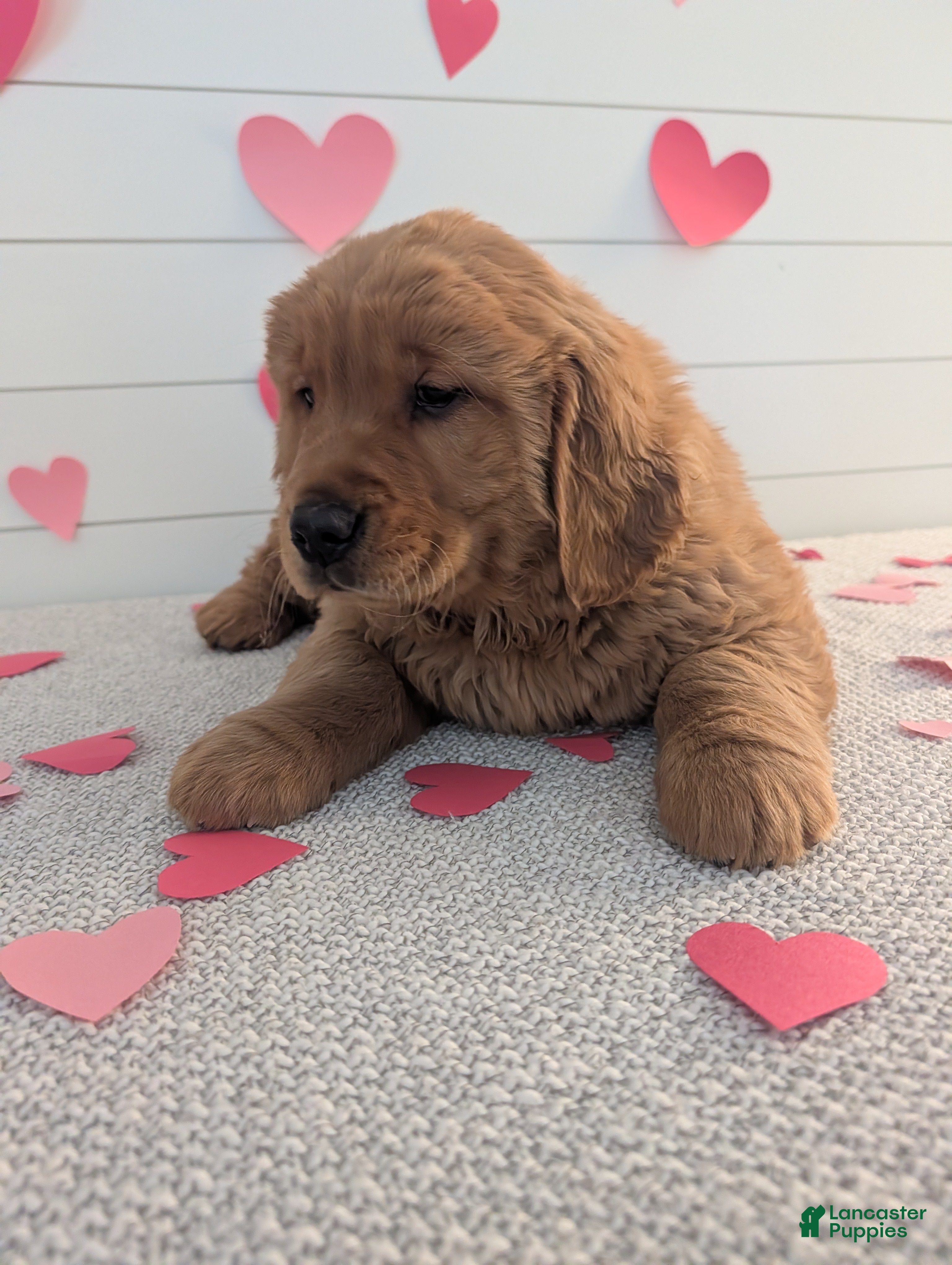 Golden Retriever dogs for sale: Duke  - Ad 2