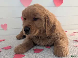 Golden Retriever dogs for sale: Duke - Ad 2