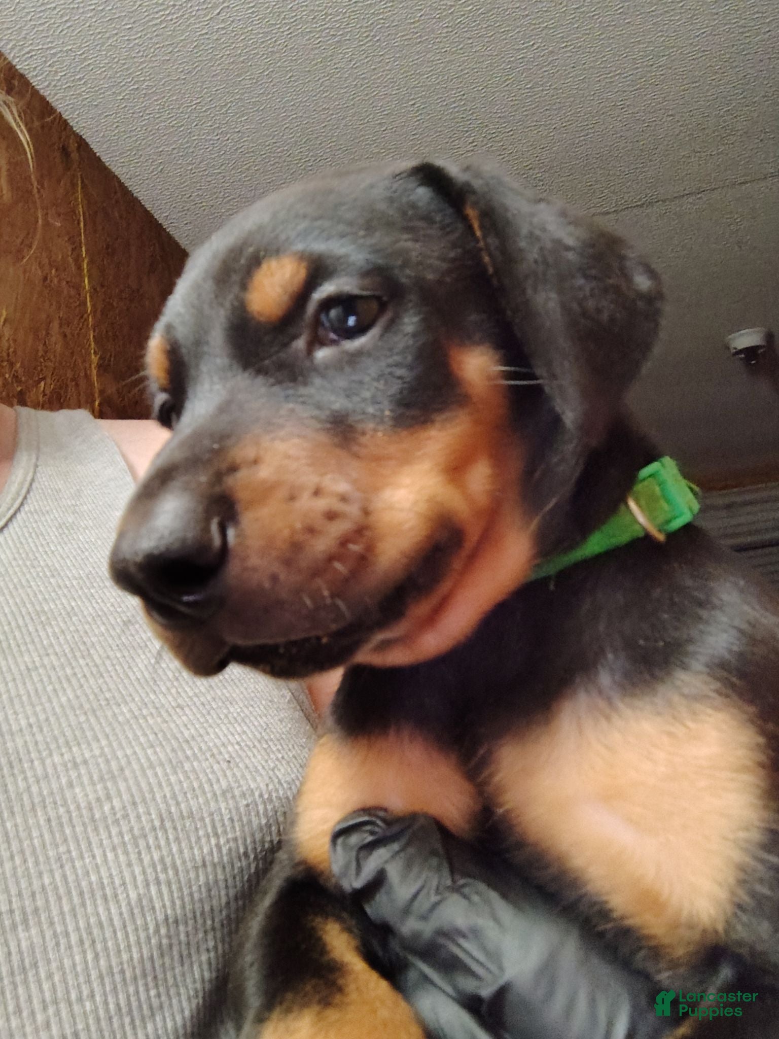 Doberman Pinscher dogs Doberman Pinscher / Green - Ad 36