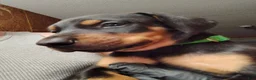 Doberman Pinscher dogs for sale: Doberman Pinscher / Green - Ad 1
