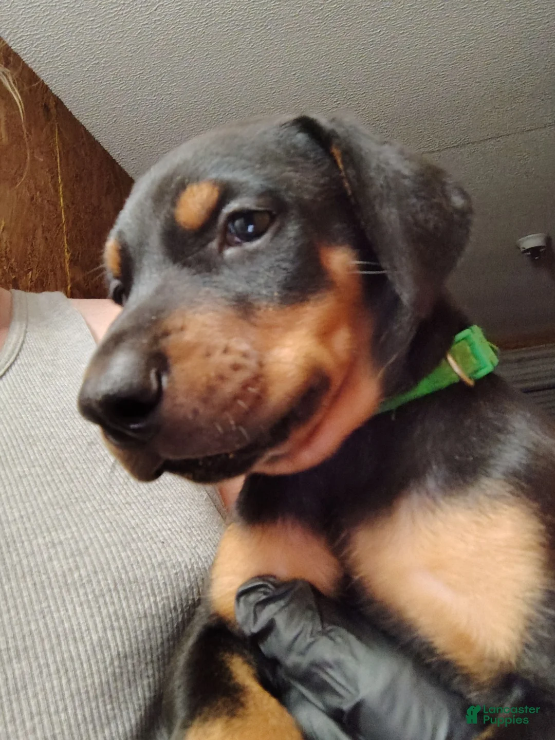 Doberman Pinscher dogs for sale: Doberman Pinscher / Green - Ad 1