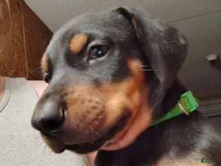 Doberman Pinscher dogs Doberman Pinscher / Green - Ad 36