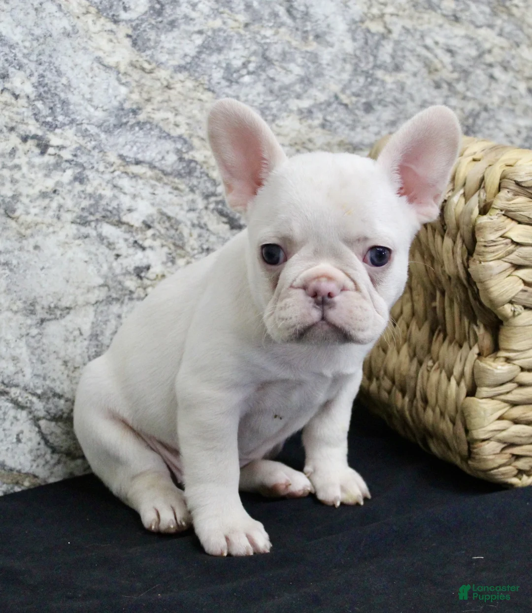 French Bulldog dogs for sale: Elsa - Ad 3