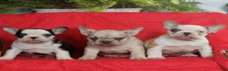 French Bulldog dogs for sale: Max  - Ad 3