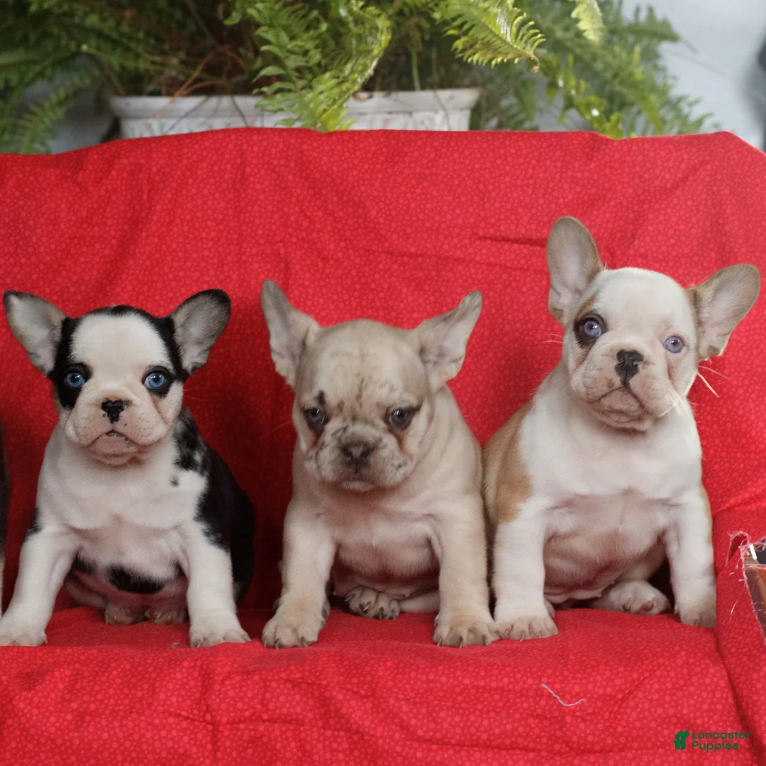 French Bulldog dogs for sale: Max  - Ad 3