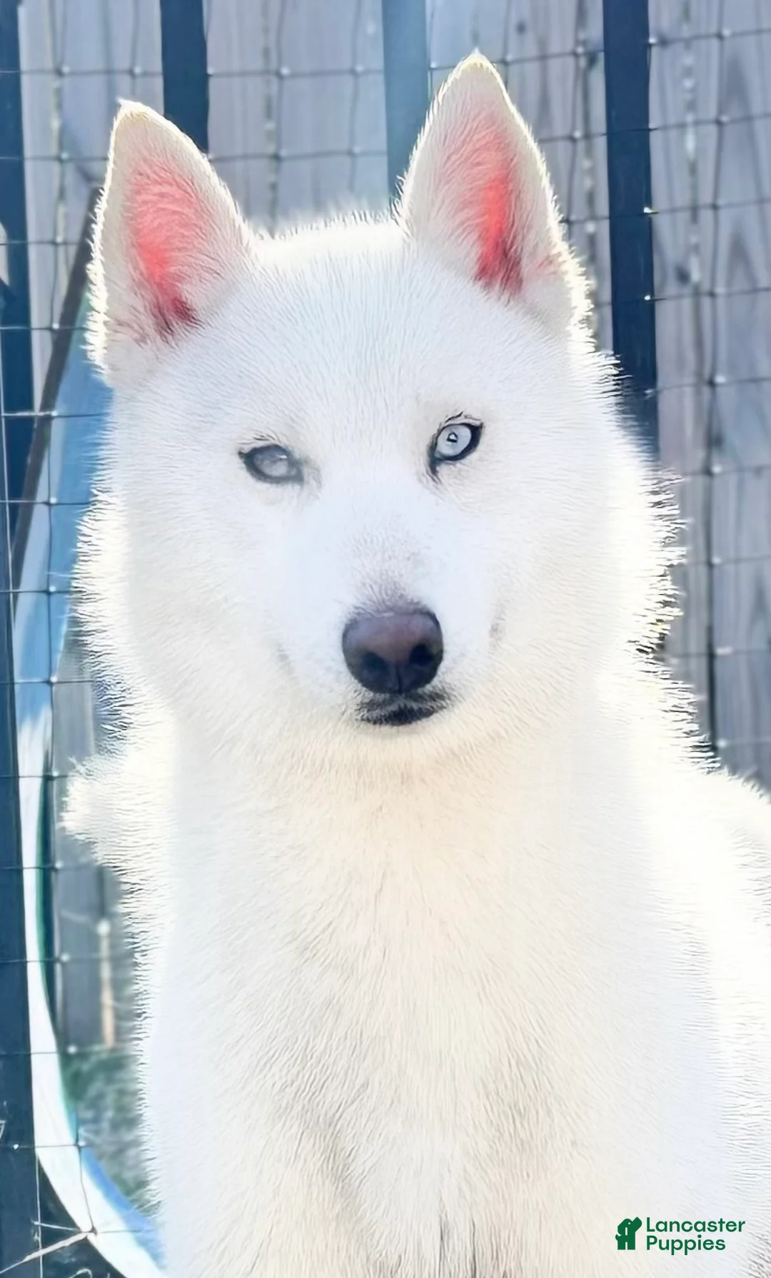 Siberian Husky dogs for sale: Fiona - Ad 3