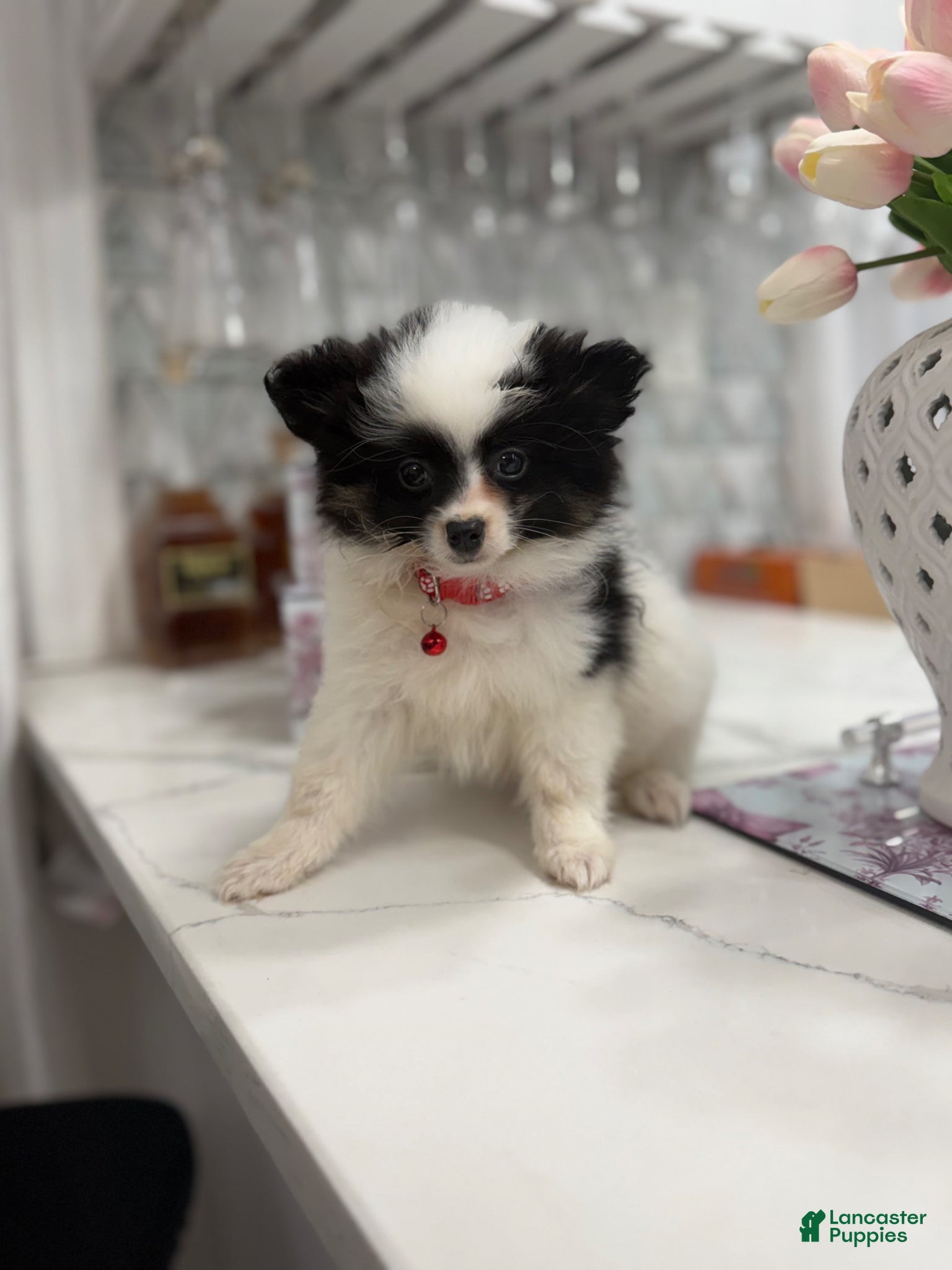 Pomeranian dogs Shadow - Ad 7
