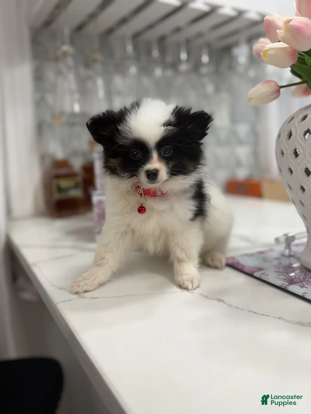 Pomeranian dogs for sale: Shadow - Ad 1