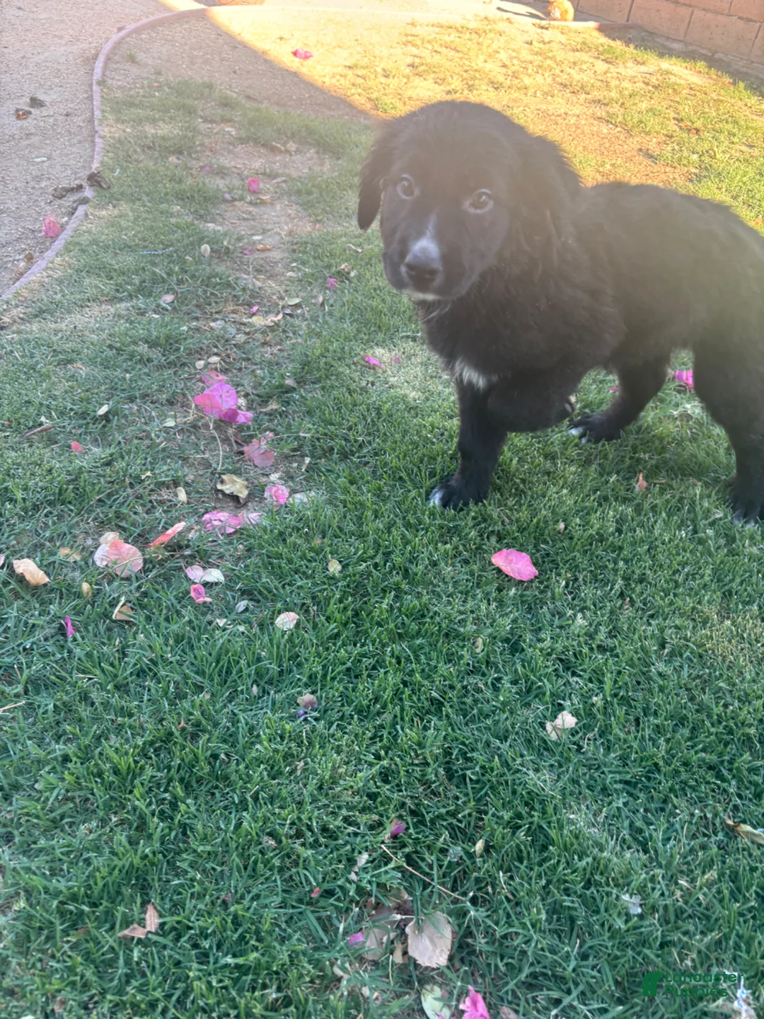 Mixed Breed dogs for sale: Mixed Breed Puppy 3 - Ad 1