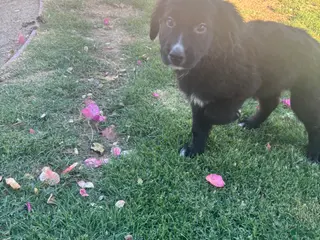 Mixed Breed dogs Mixed Breed Puppy 3 - Ad 11