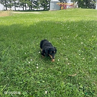 Miniature Dachshund dogs April - Ad 2