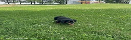 Miniature Dachshund dogs for sale: April - Ad 2