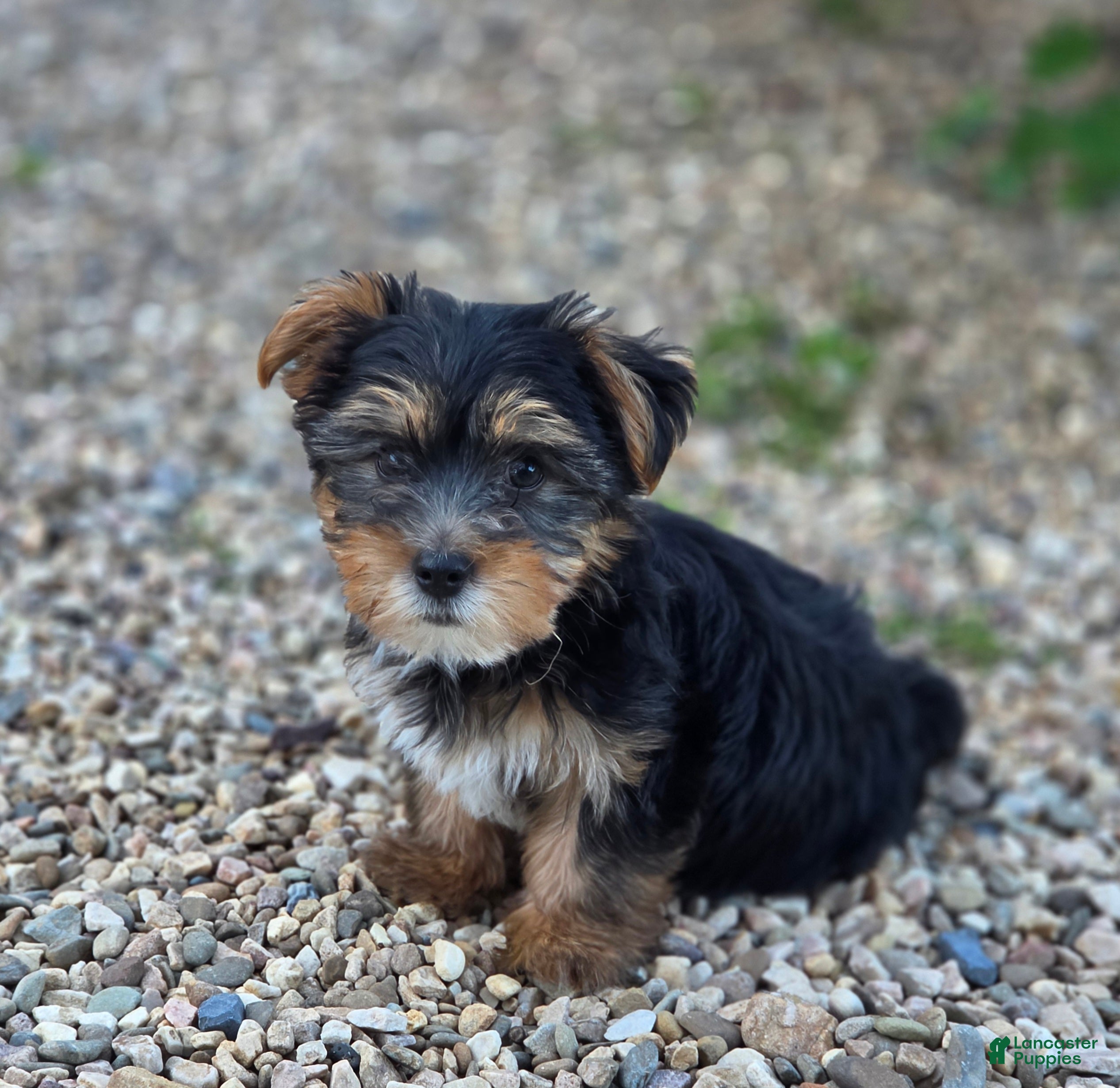 Yorkshire Terrier dogs Yorkshire Terrier 2 - Ad 15