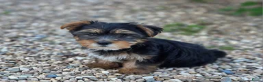 Yorkshire Terrier 2