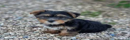 Yorkshire Terrier dogs for sale: Yorkshire Terrier 2 - Ad 1