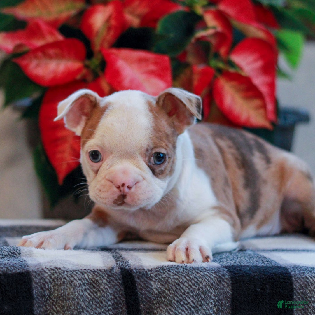 Boston Terrier dogs for sale: Lily  - Ad 2