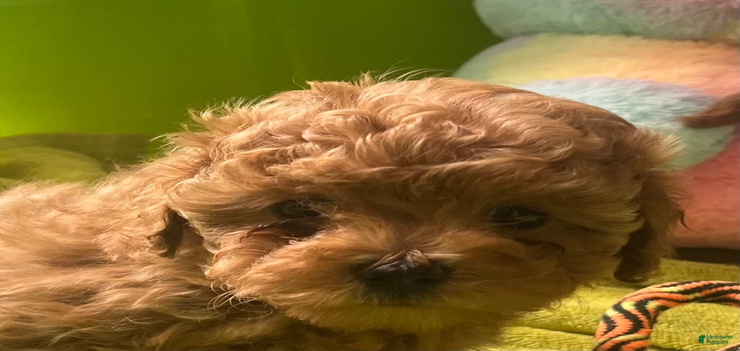 Gallery Image {{count}}