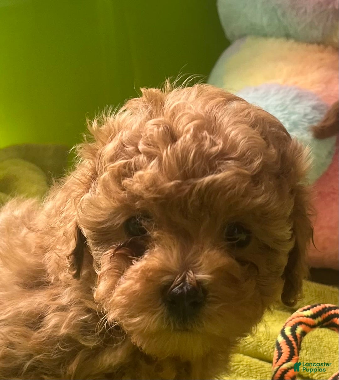 Gallery Image {{count}}