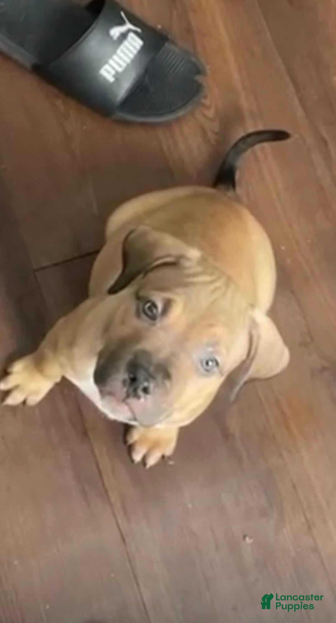 American Bully dogs for sale: Toby - Ad 2