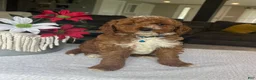 Mini Goldendoodle dogs for sale: Ripley - Ad 4