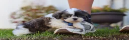 Shih Tzu dogs for sale: Kobe - Ad 4