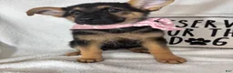 German Shepherd dogs for sale: Gracie - Ad 5