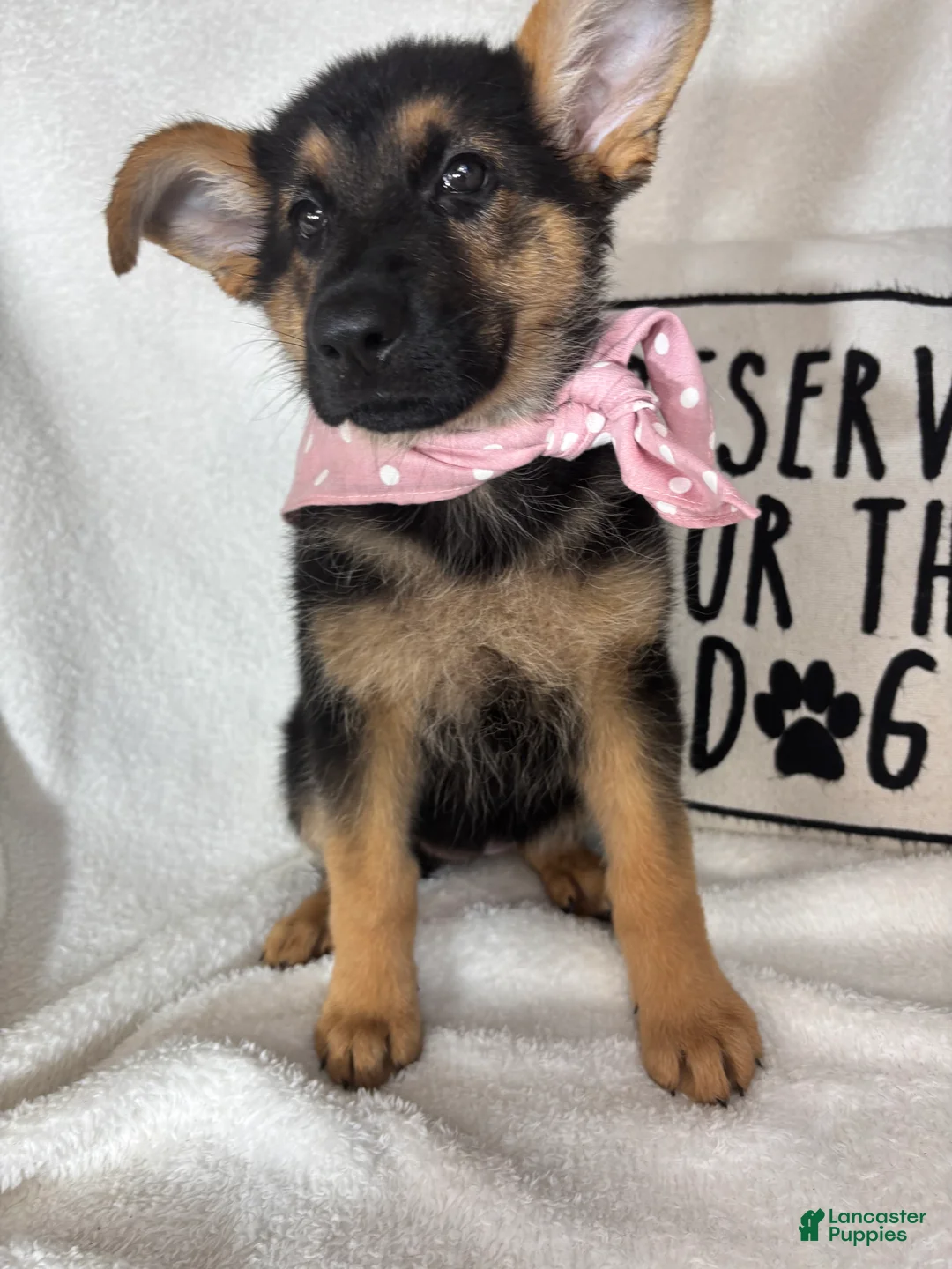 German Shepherd dogs for sale: Gracie - Ad 5