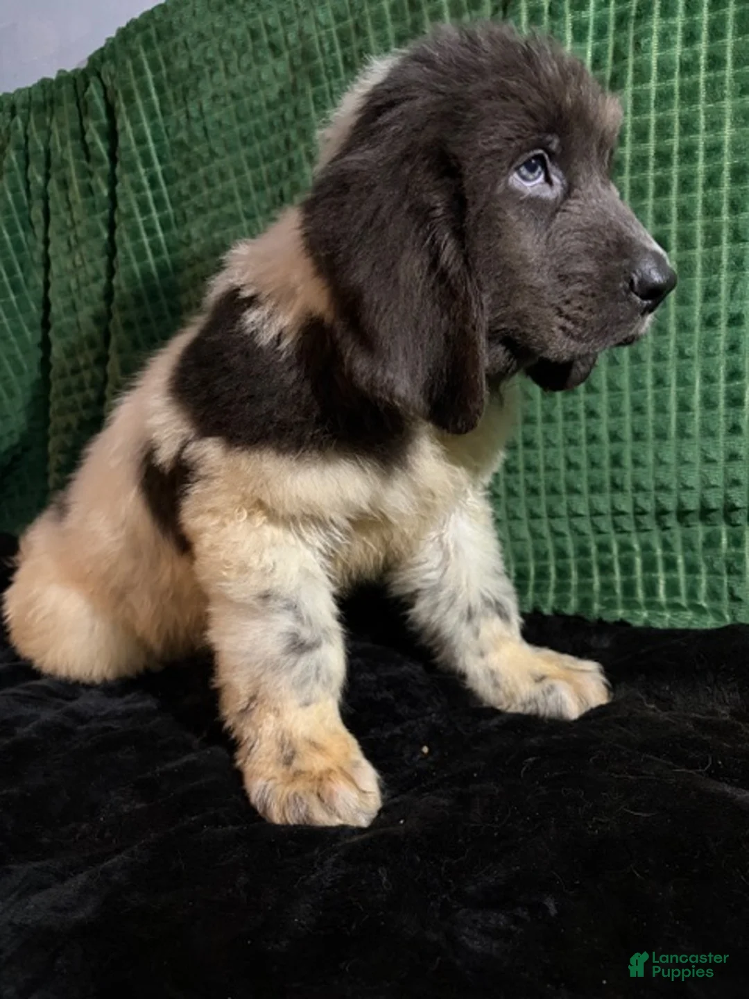 Newfoundland dogs for sale: White Collar Male - Ad 3