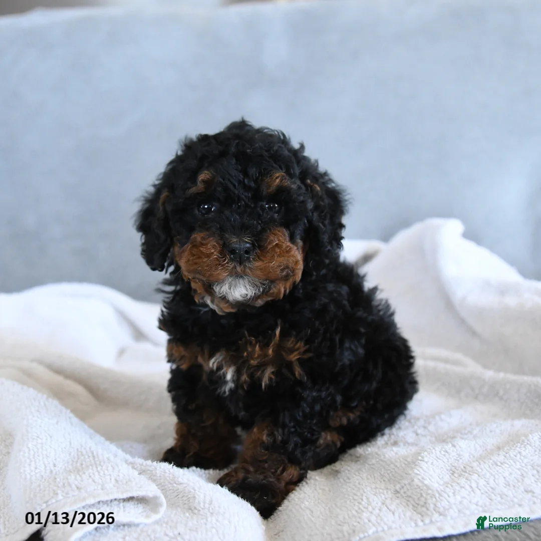 Toy Poodle dogs for sale: Coffee - Ad 1