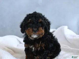 Toy Poodle dogs Coffee - Ad 13